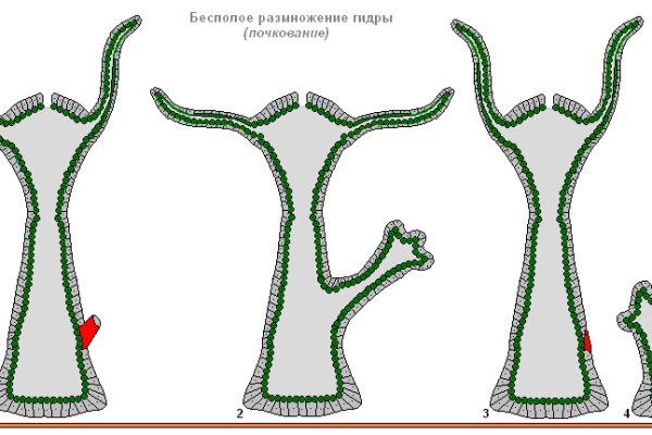 Омг ссылка гонтобак